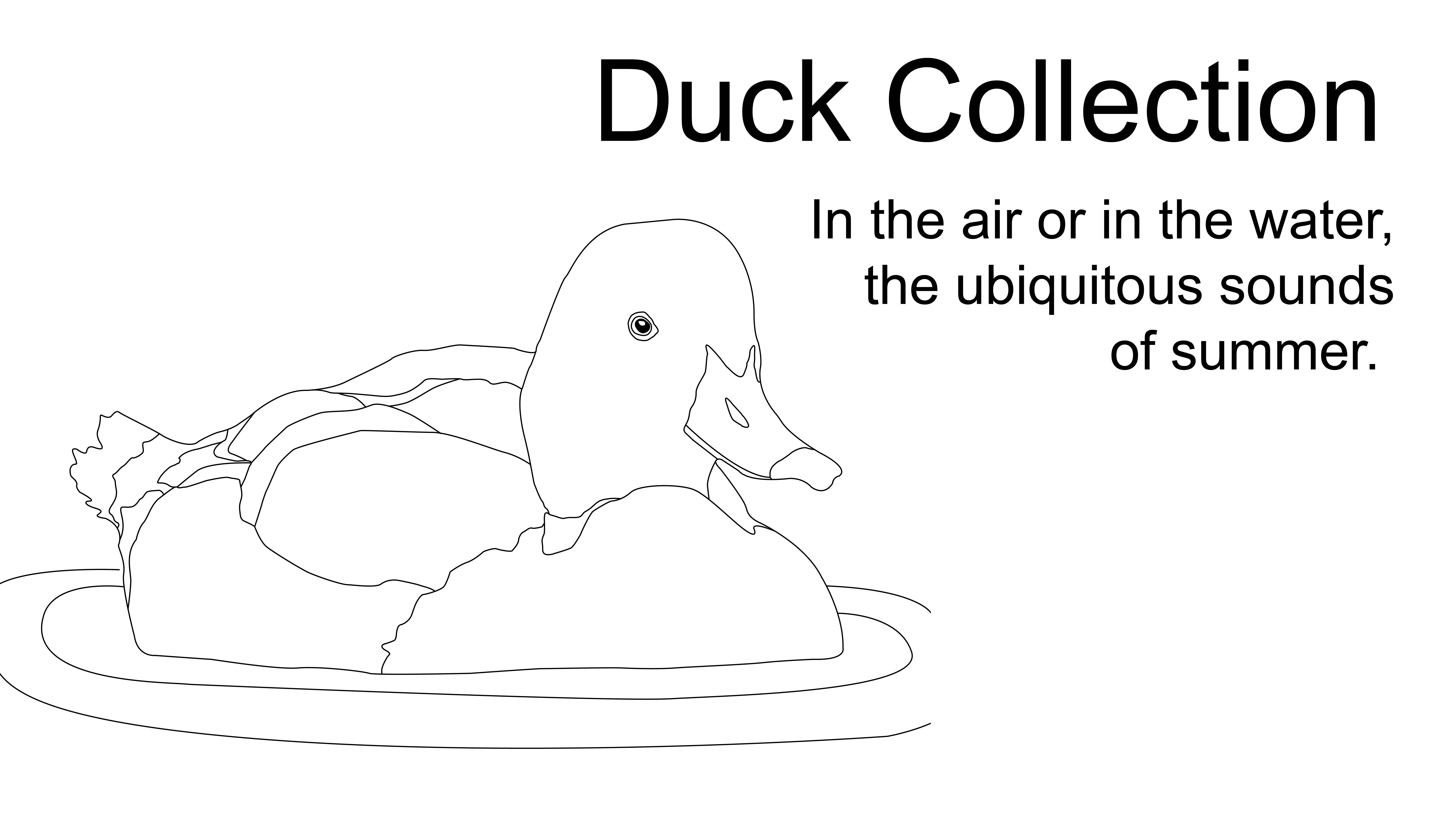Duck Collection