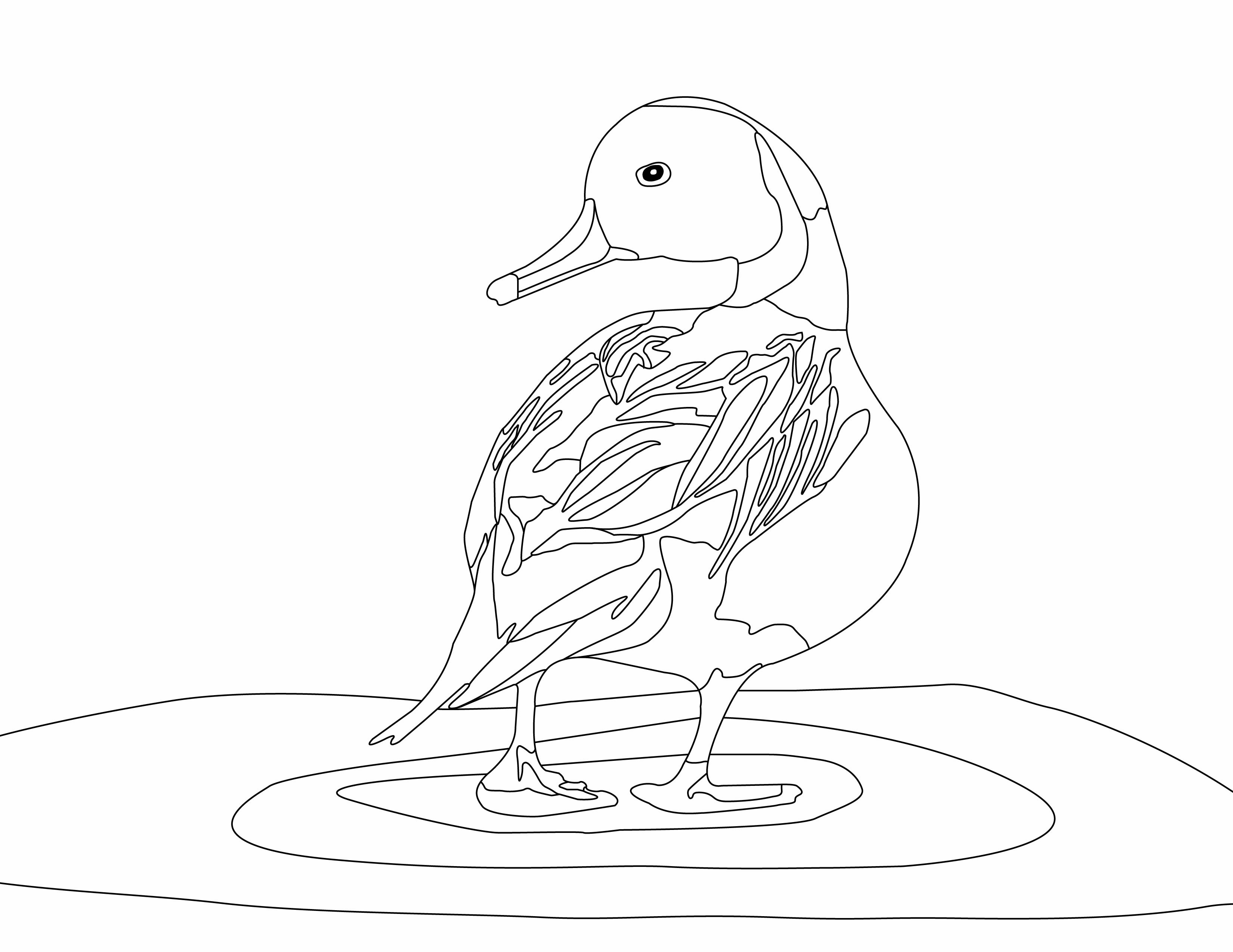 Duck Collection