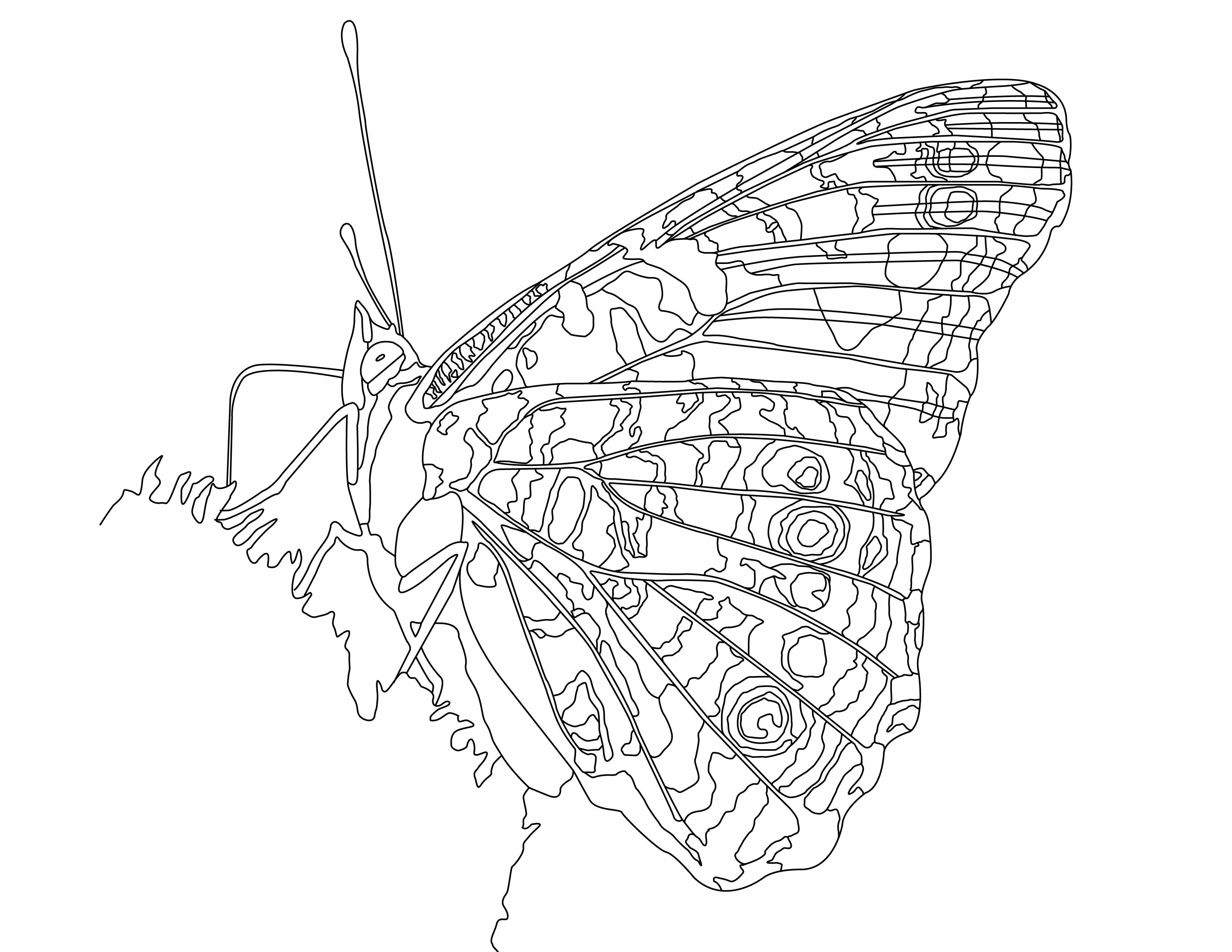 Butterfly Collection